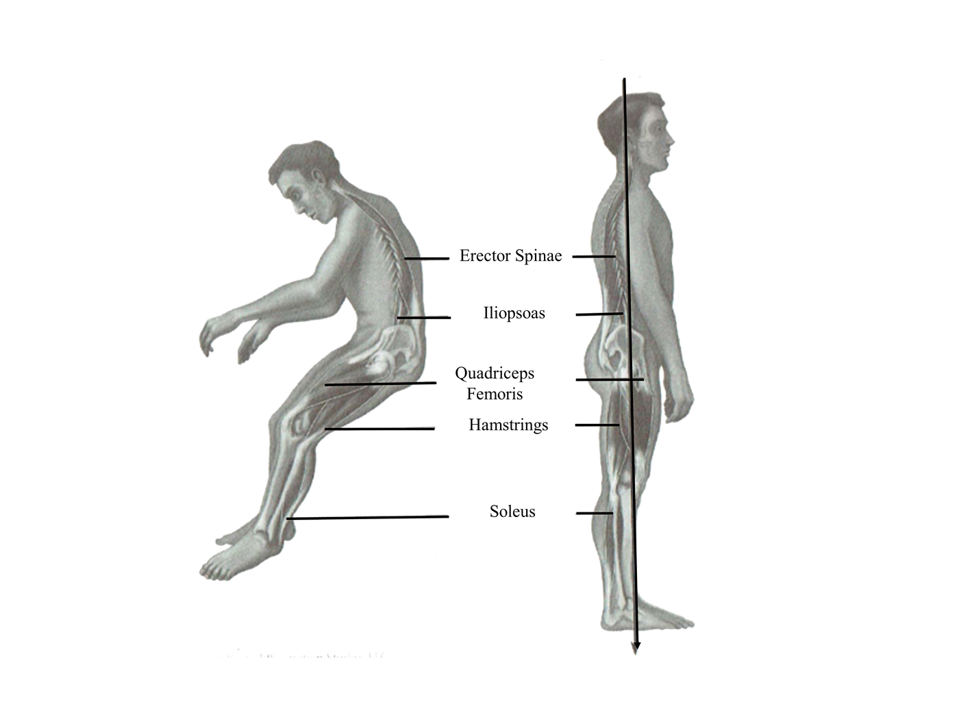 Muscle Activity in the MKVII Skinsuit in Simulated Partial Gravity ...
