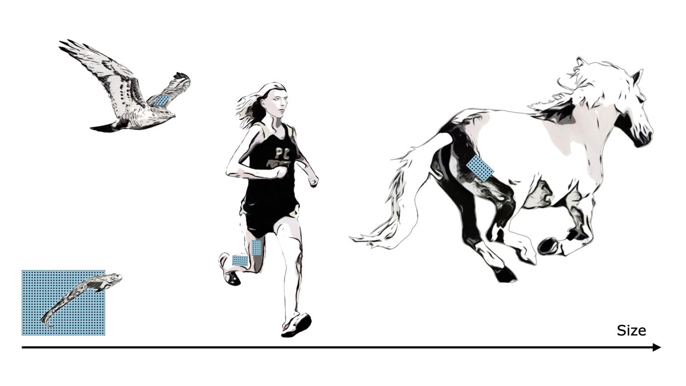 Untethered muscle tracking using magnetomicrometry — MIT Media Lab