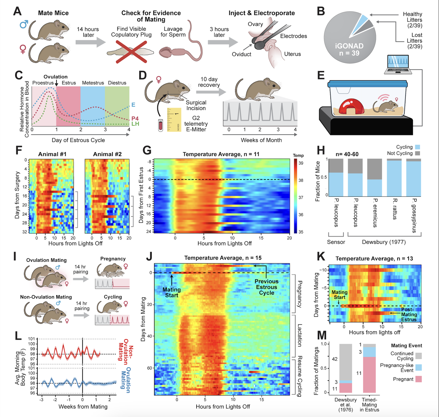 Non-invasive ovulation tracking enables genetic engineering in wild ...