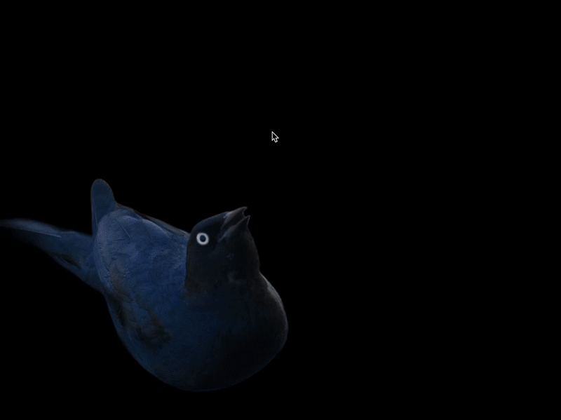 Navigating the database of bird pictures by the direction their beaks point.